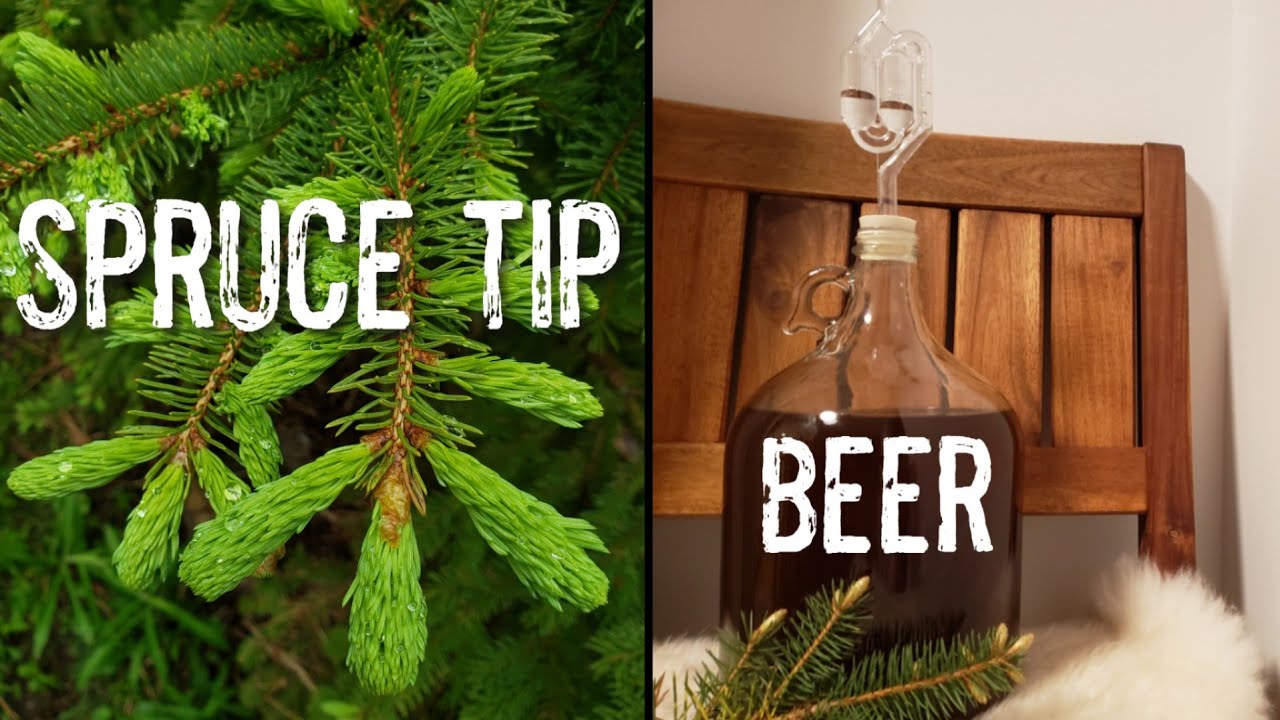 Spruce Tip Beer