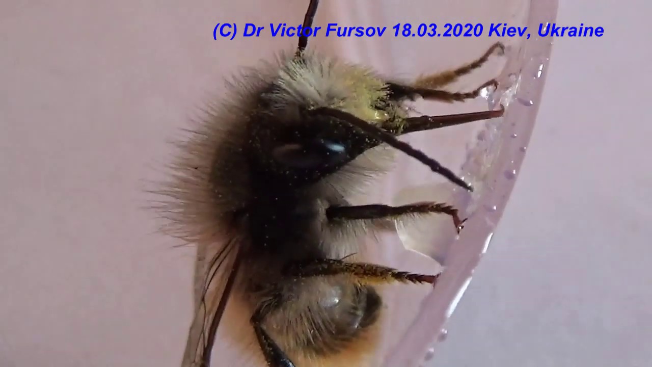 How Is Masson Bee Osmia rufa (Megachilidae, Hymenoptera) Feeding On Honey?