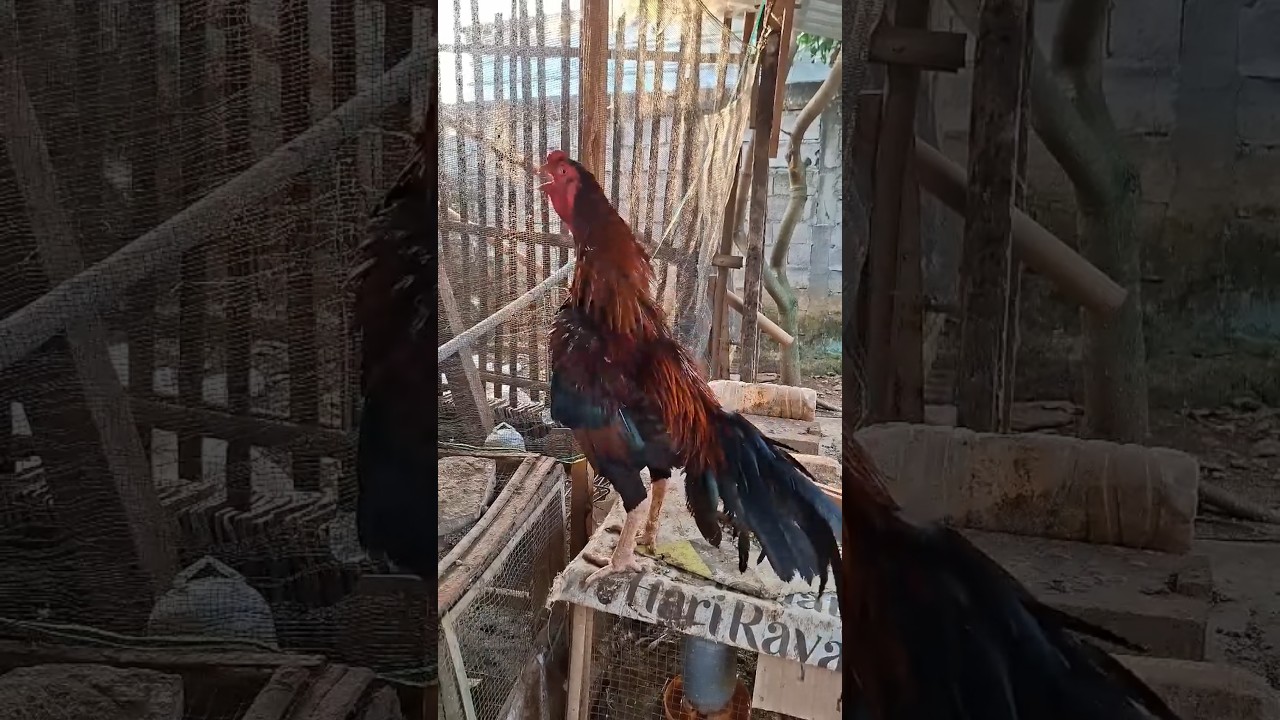 Rooster crowing || Pitik Jago kluruk #ayam #aseel