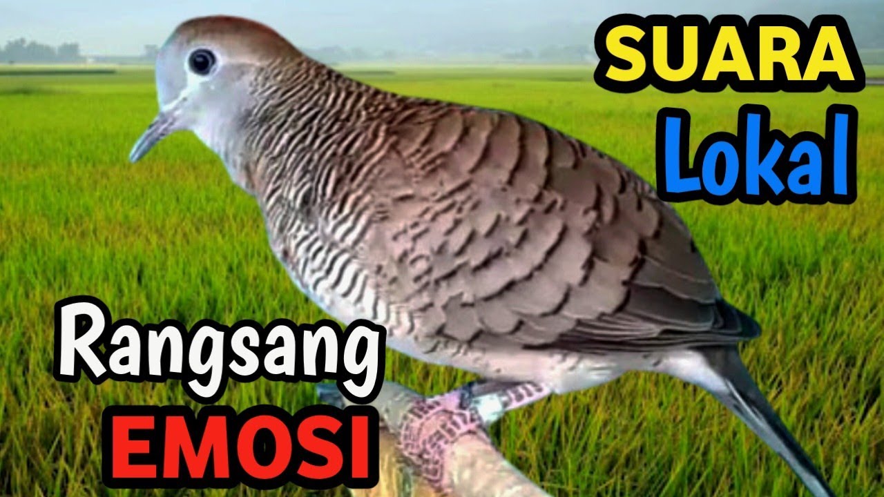 Perkutut Gacor Ngalas Mental , Natural River Sound Masteran