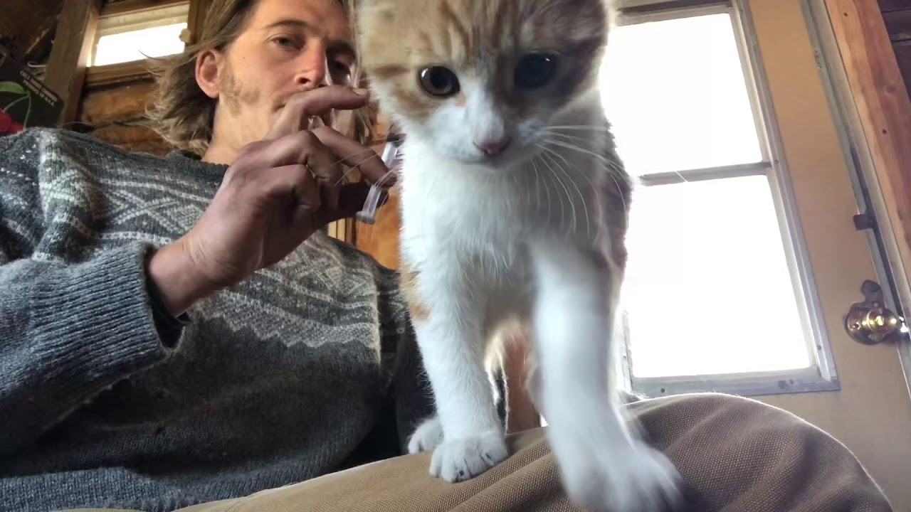 vaccine injection 💉for my Kitten