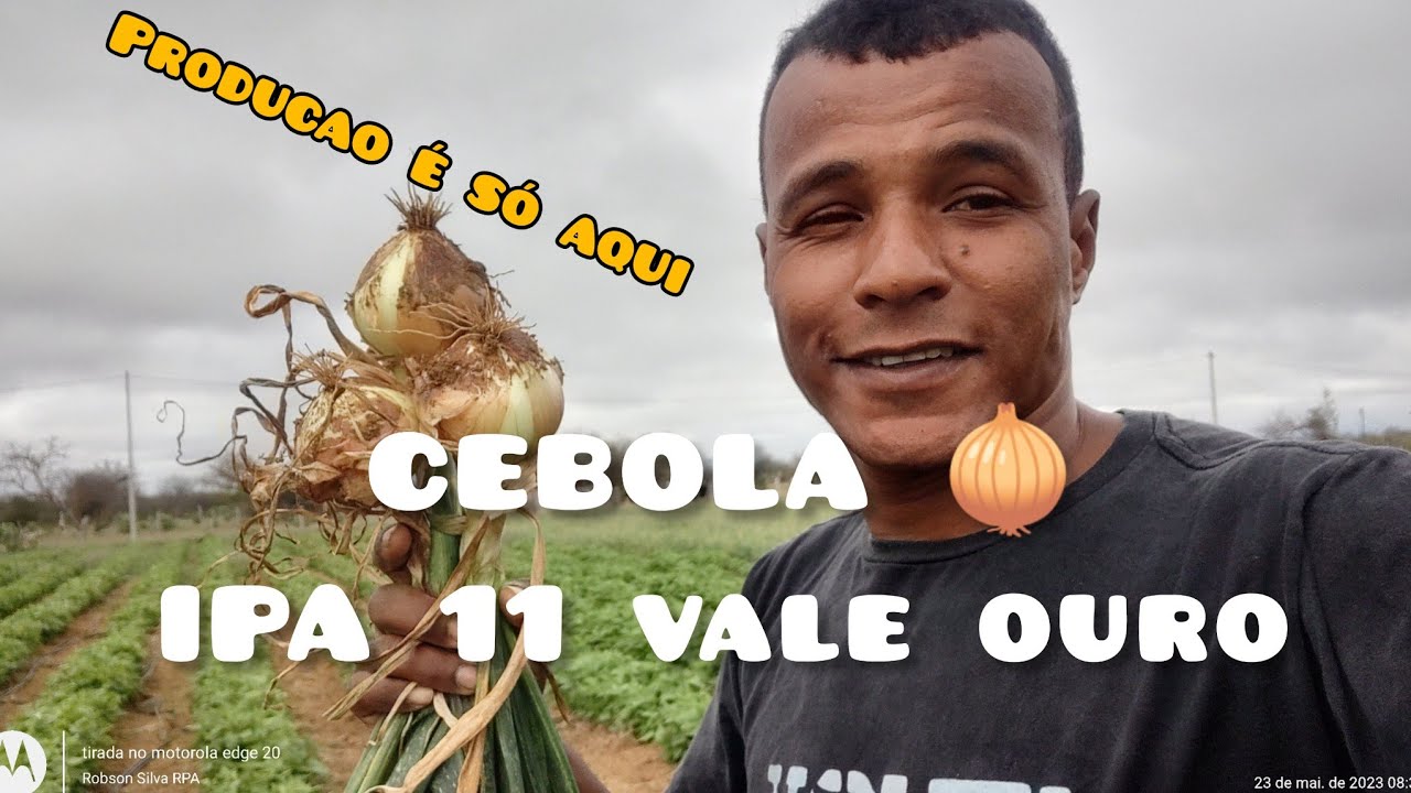 CEBOLA IPA 11 VALE OURO 🥇🥇🥇 Robson Silva