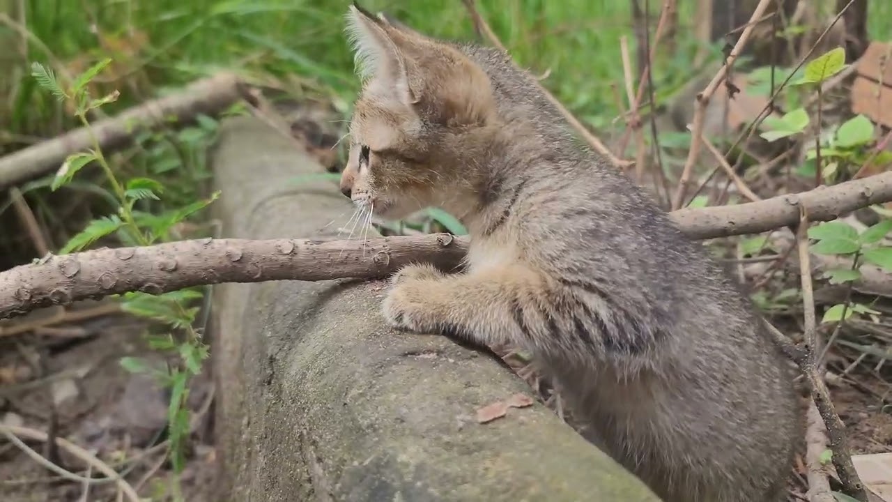 From Tiny Kittens to Healthy Cats | Their Beautiful Journey