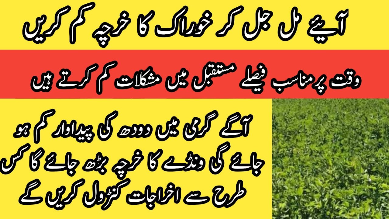 Feed cost II Reduce feed cost II Lucerne hay and berseem II Summer feed planning II Dr. Muzzammil
