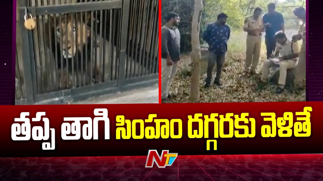 Shocking Twists In Tirupati Zoo Park Lion Incident | Ntv