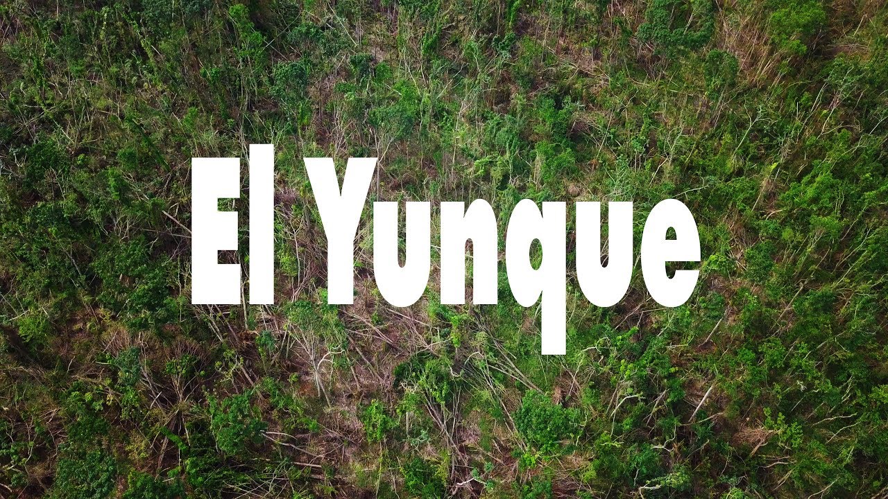 El Yunque National Forest after Hurricane Maria
