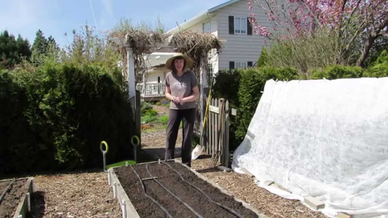 How to grow Swiss chard, beets and spinach