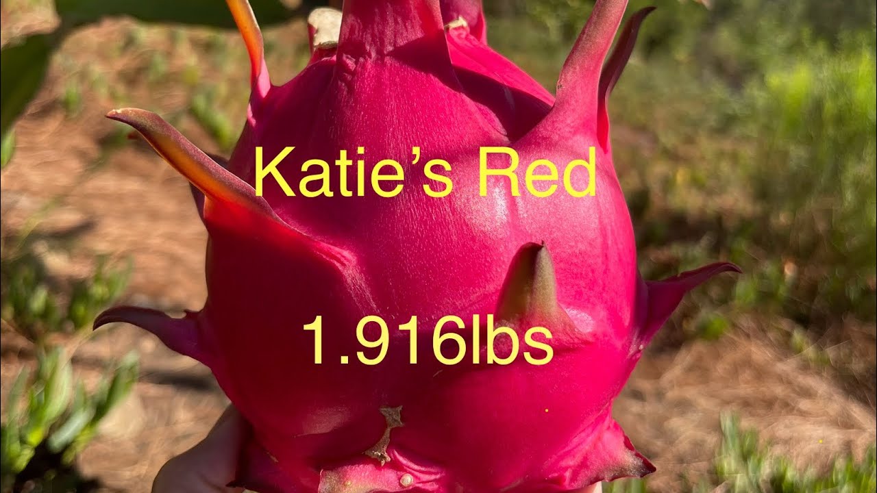 Katie’s Red about 2 lbs fruit . Big fruit!