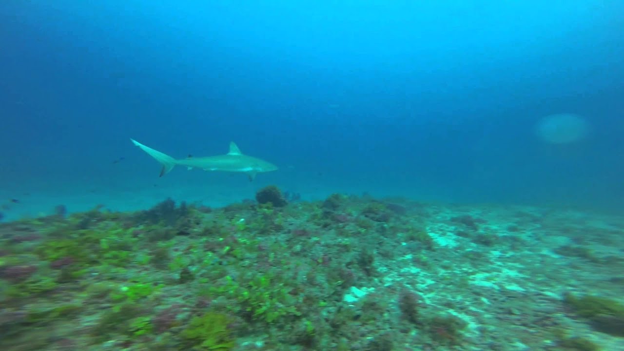 West Palm Sharks with Jim Abernathy Scuba-Adventures.com