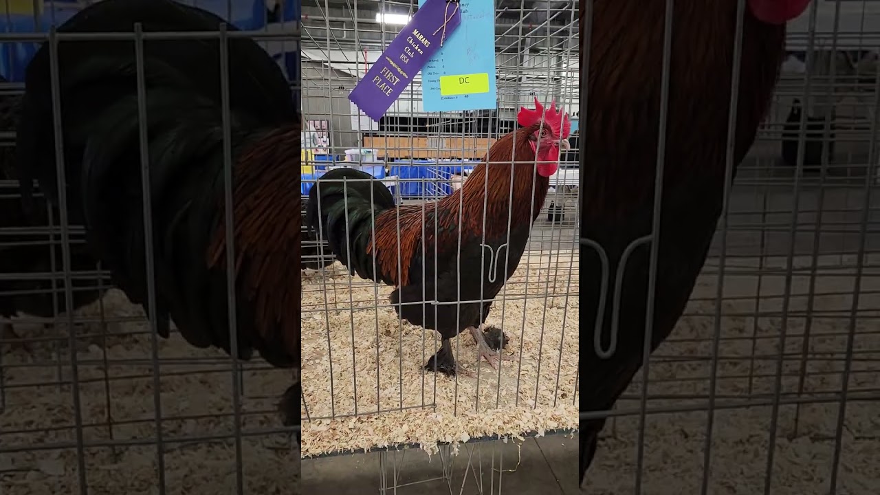 Full Video of Champion Row(s) @ the Dayton Fancy Feather Club Spring Show 2023! #apa150years