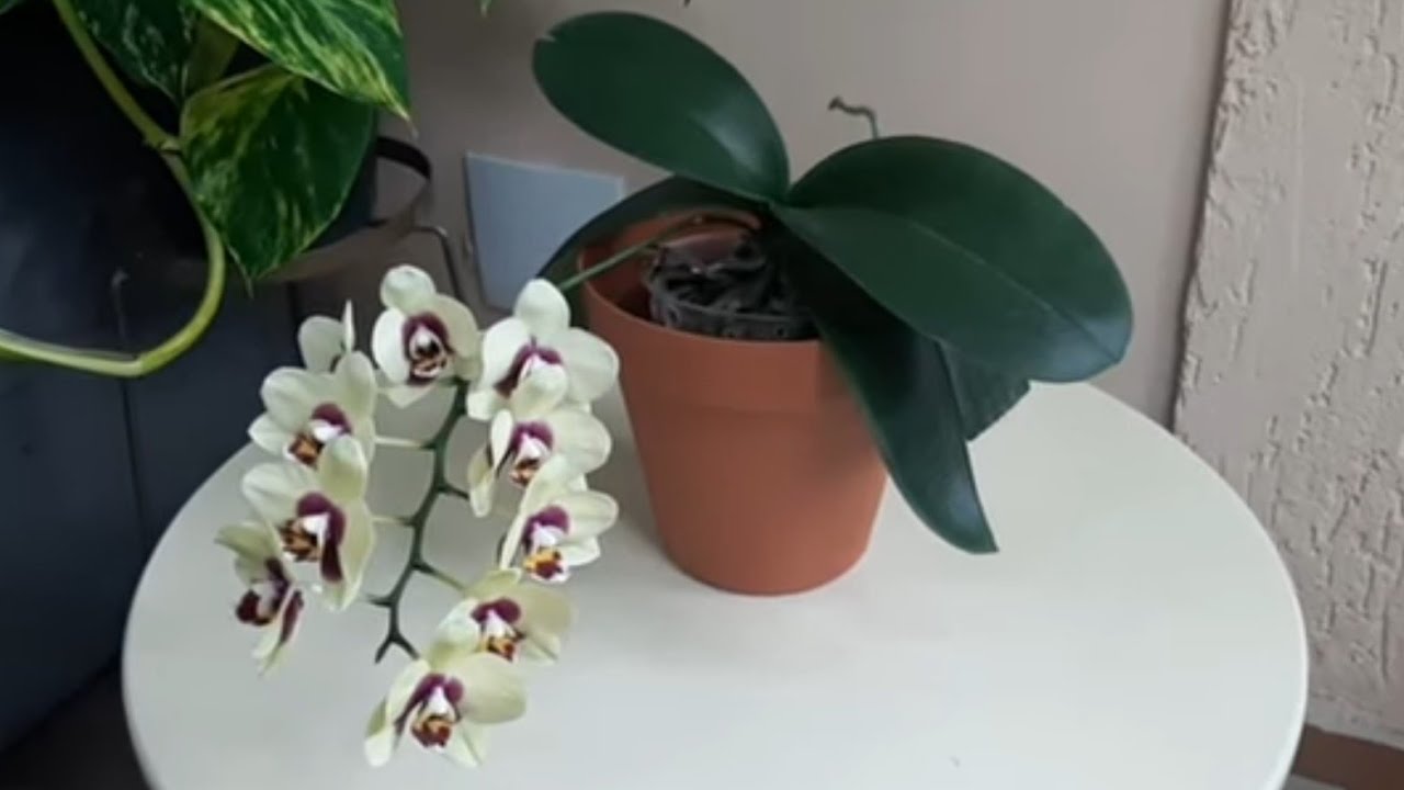 Mini Phalaenopsis Deep Secret / Mini Phal Hibrida / Mini Phal. Lilás Perfumada/ Phal. Darwin