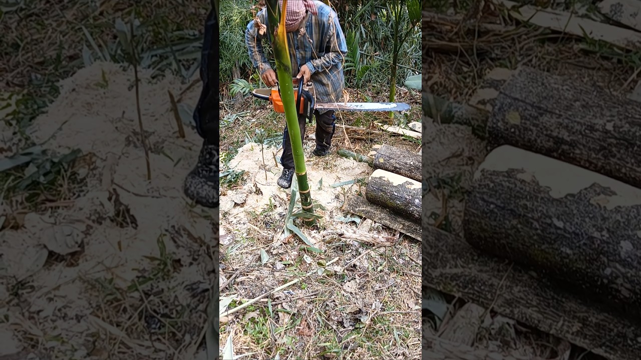 Teak Tree Cuting By Fastest Stihl Machine Chainsaw🔥