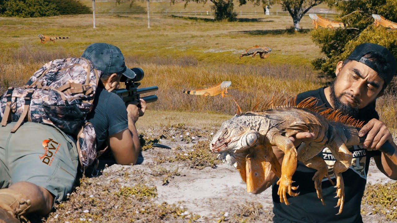 Lugar lleno de Iguanas y Garrobos Naranjas