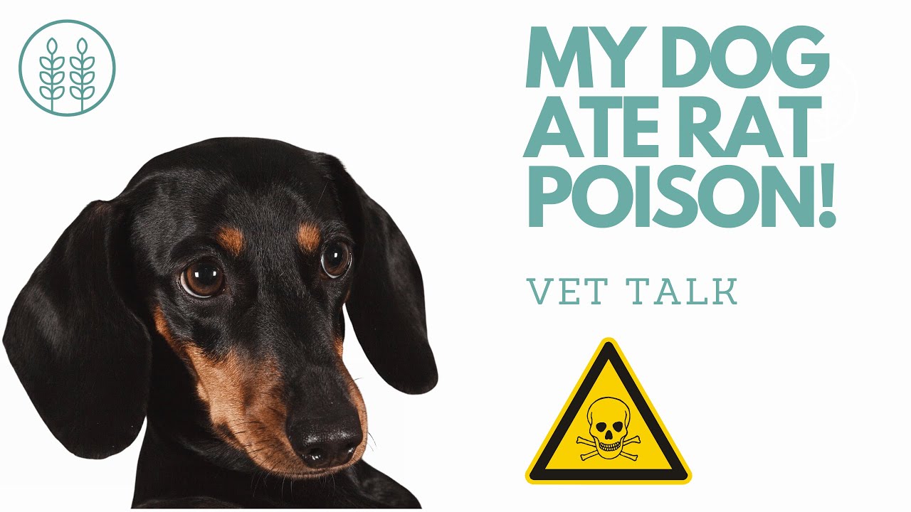My dog ate rat poison! │ Twin Trees Vet Talk (FREE VET ADVICE PODCAST)