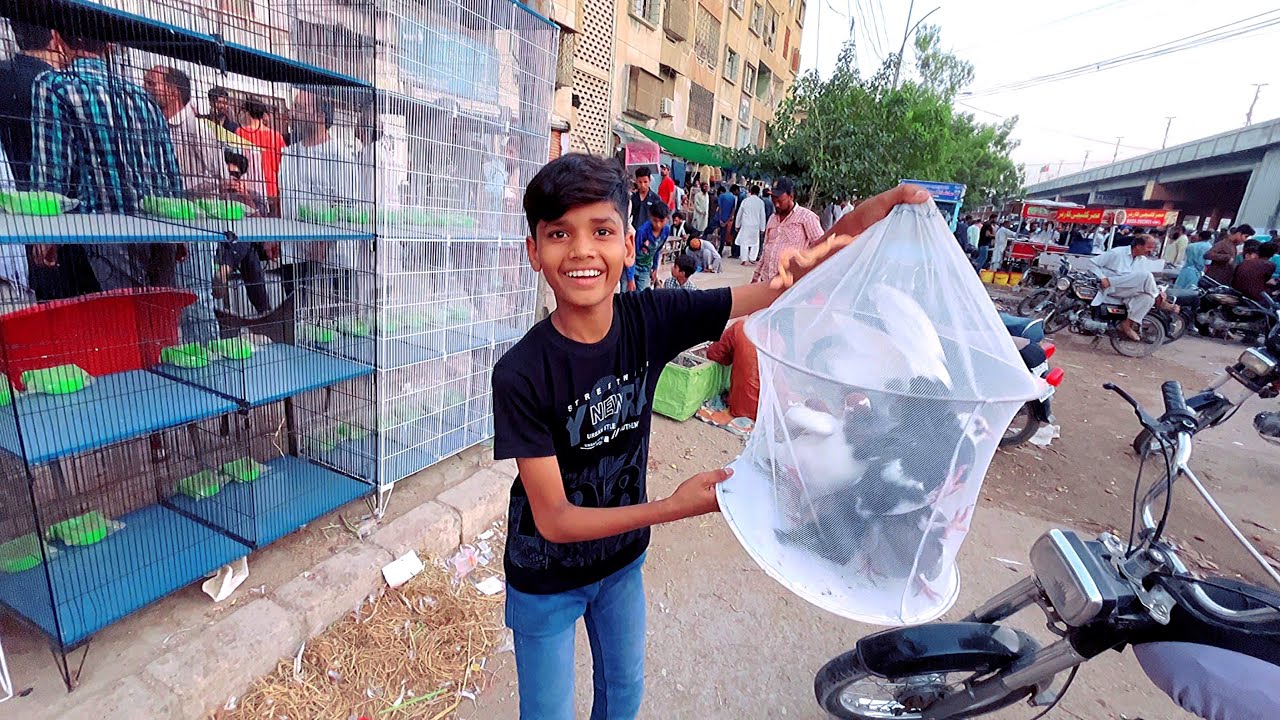 Yah Kabutar Sale Karne Le Aaye 😱 Arman Birds 🐦 Vlog