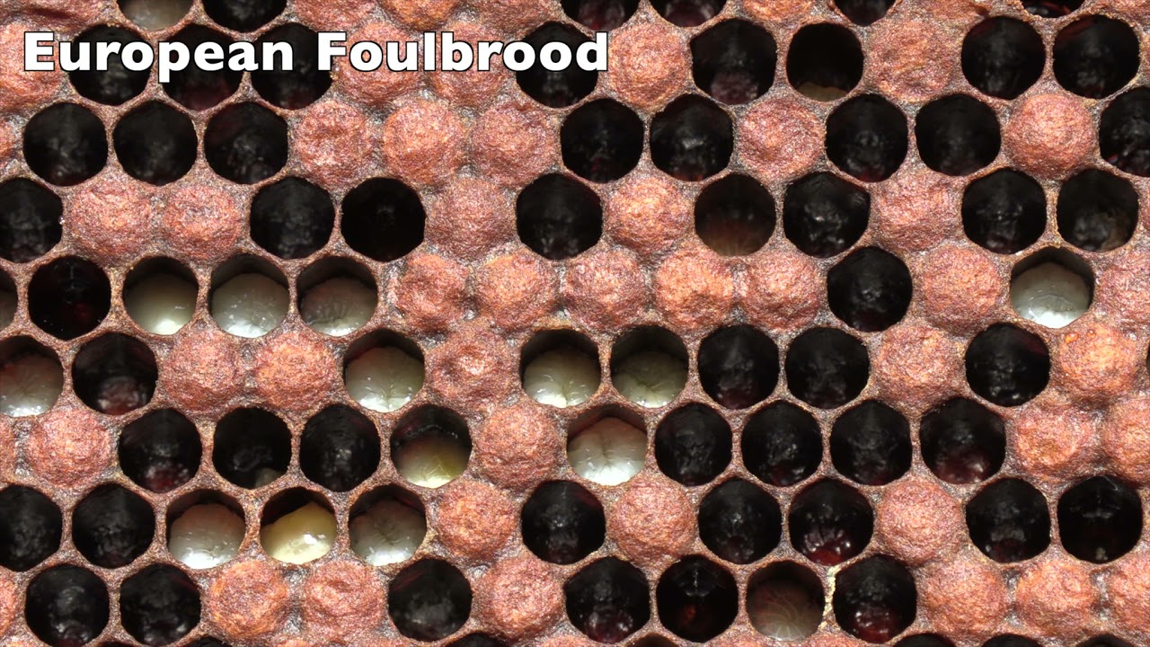 The Appearance of European Foulbrood