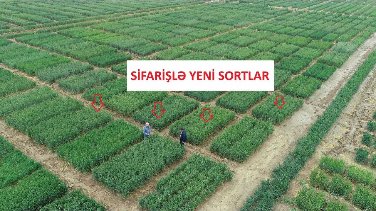 Özəl sektorda yeni sort sifariş vermək.