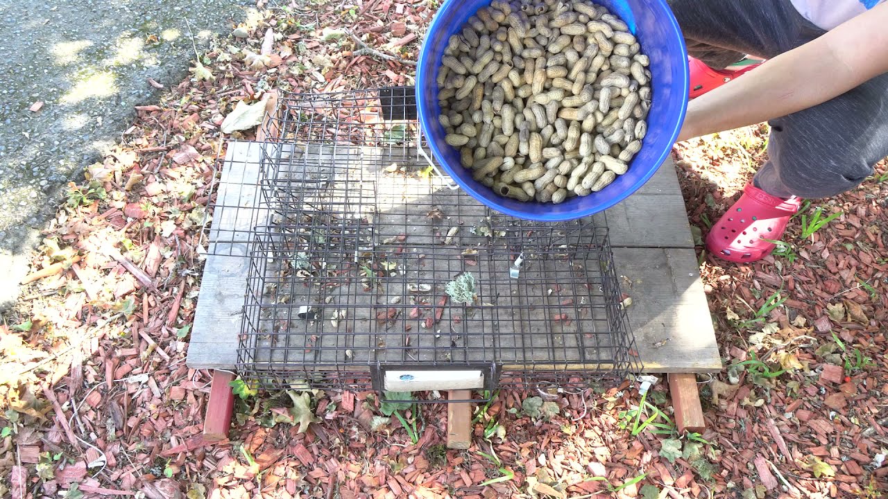 How to bait a Squirrelinator trap