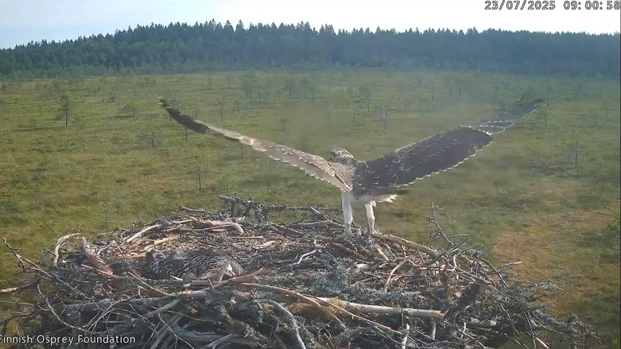 Janakkala Osprey / Sääkset 23.7.2025_Marun ensilento / Maru fledges