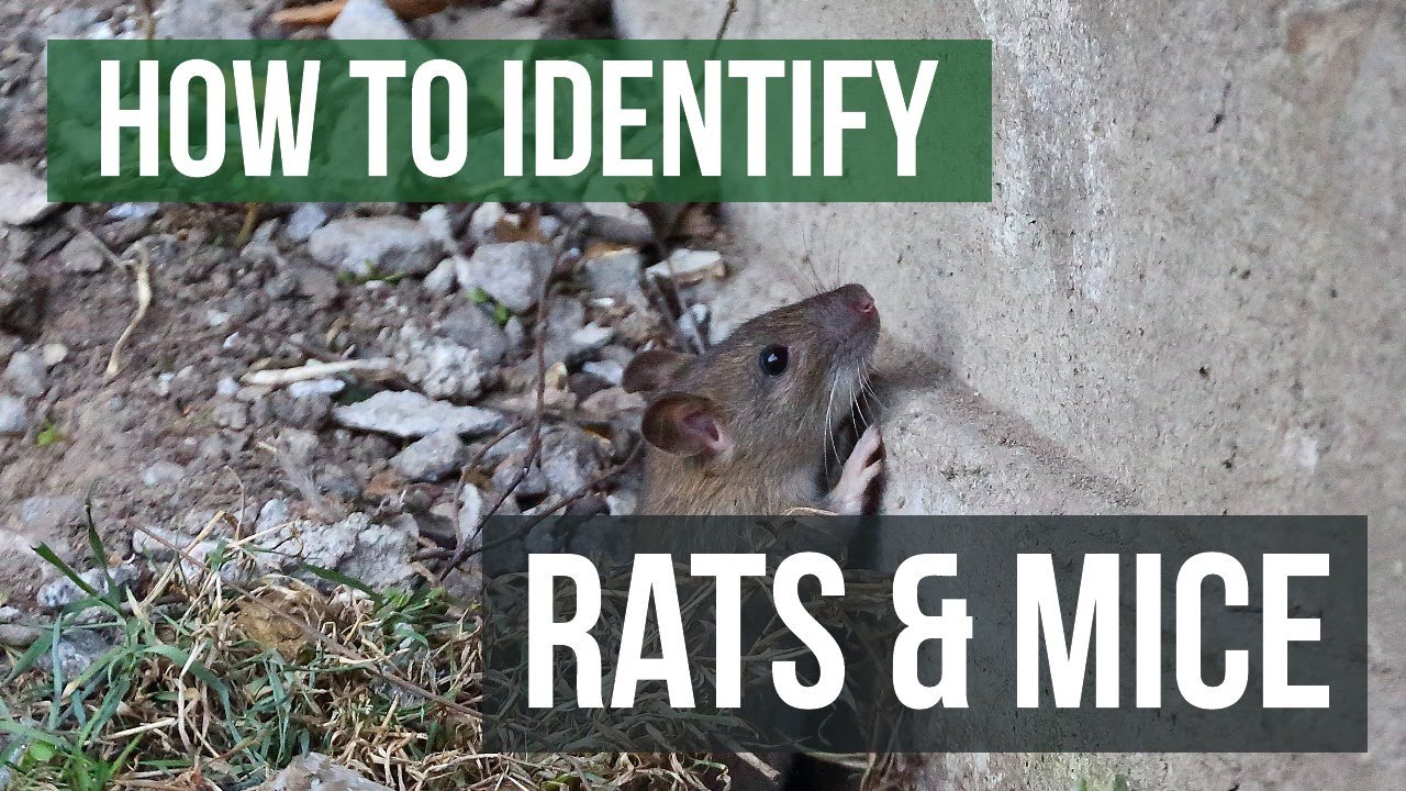 The Differences Between Rats and Mice: Rats VS Mice