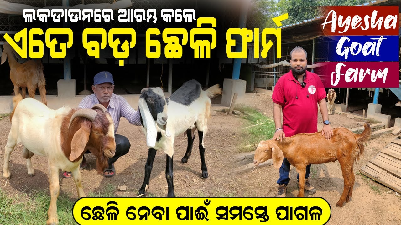 ଲକଡାଉନରେ ଆରମ୍ଭ କଲେ ଏତେ ବଡ଼ ଛେଳି ଫାର୍ମ || Start Goat Farm in Odisha || Goat farm Profit in Odisha.
