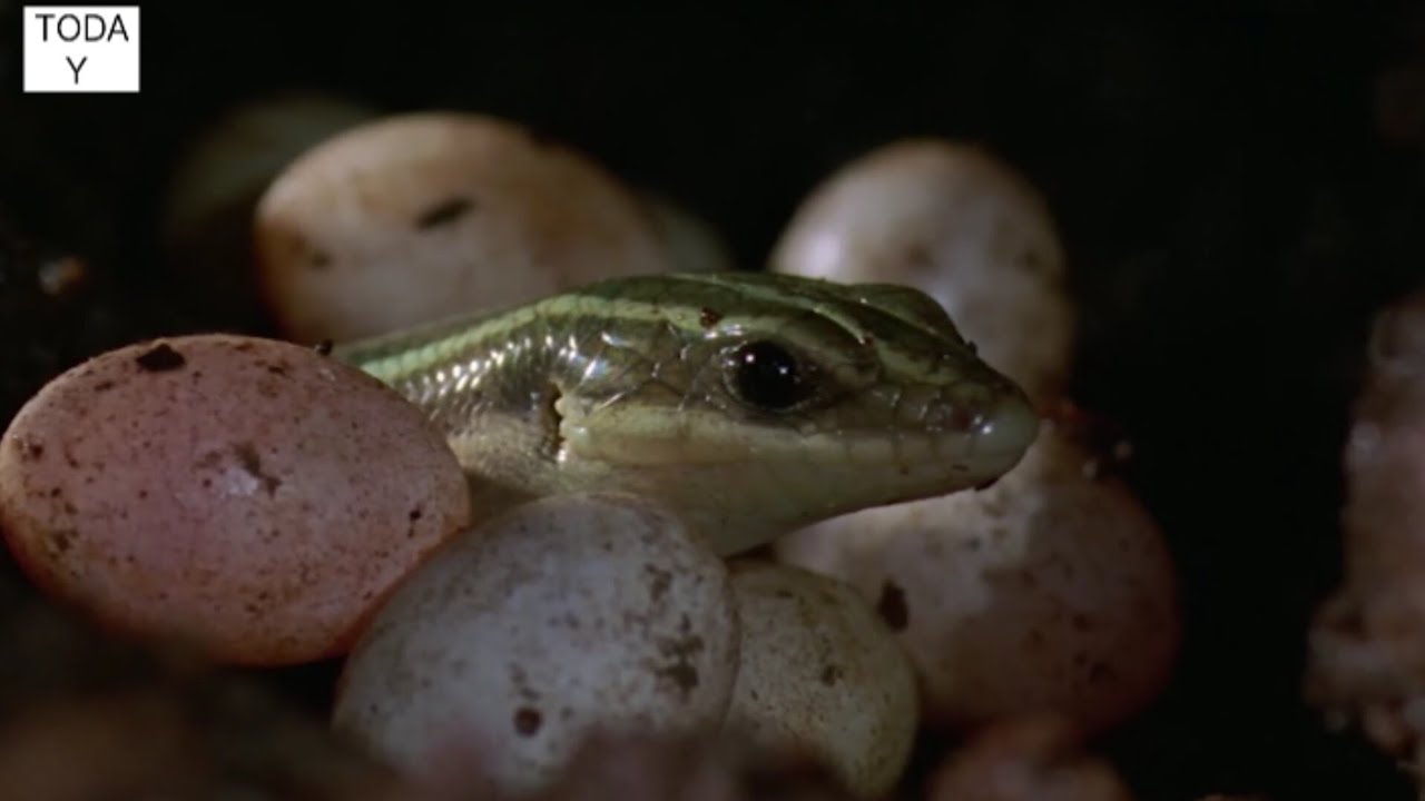 Mother Lizard Cares For Her Eggs | BBC today I #bbcearth
