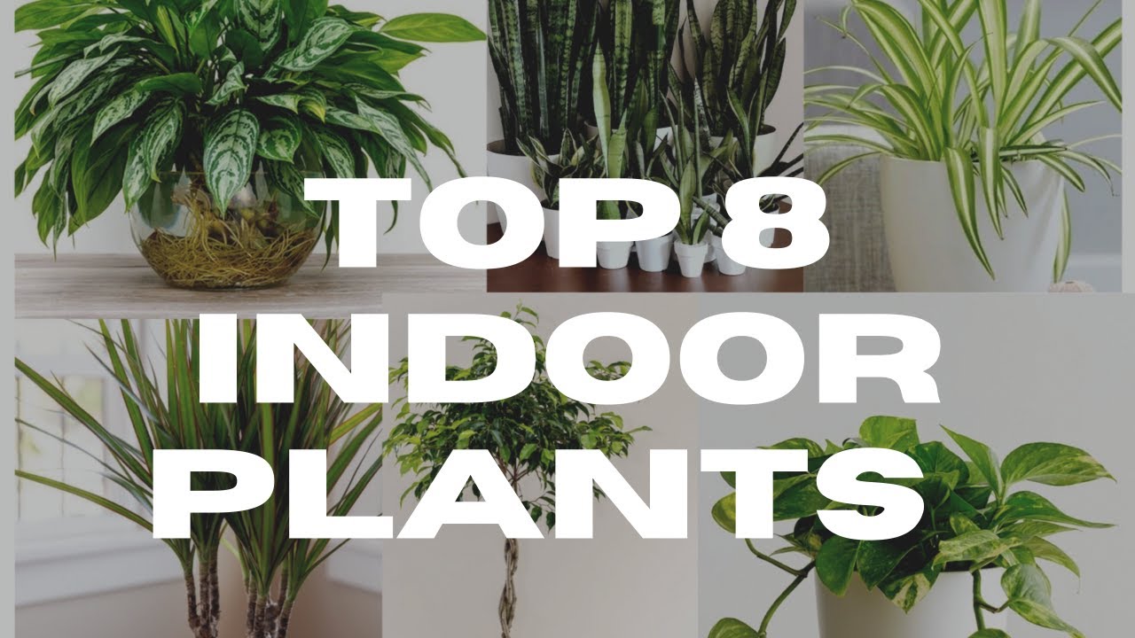 Easiest Houseplants For Beginners | Best Indoor Plants | Best Indoor Plants for clean Air