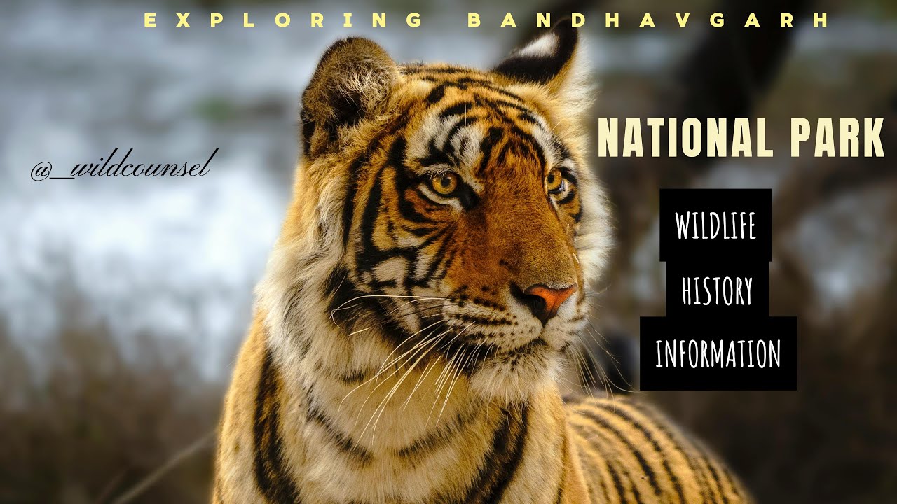 Exploring Wildlife- Bandhavgarh National Park #wildlife