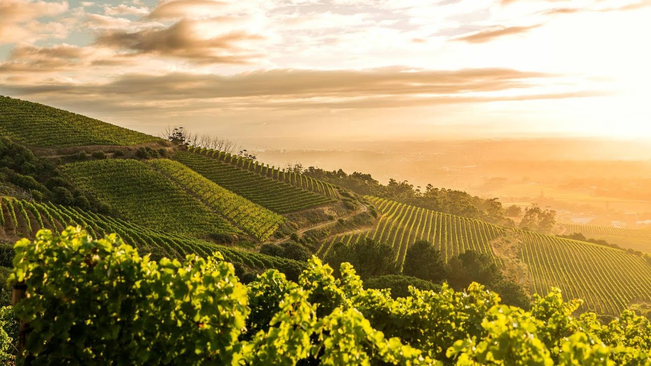 KLEIN CONSTANTIA, where it all begun
