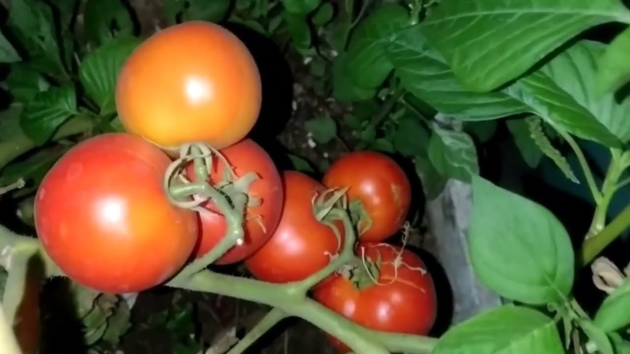 Tomato plants at night