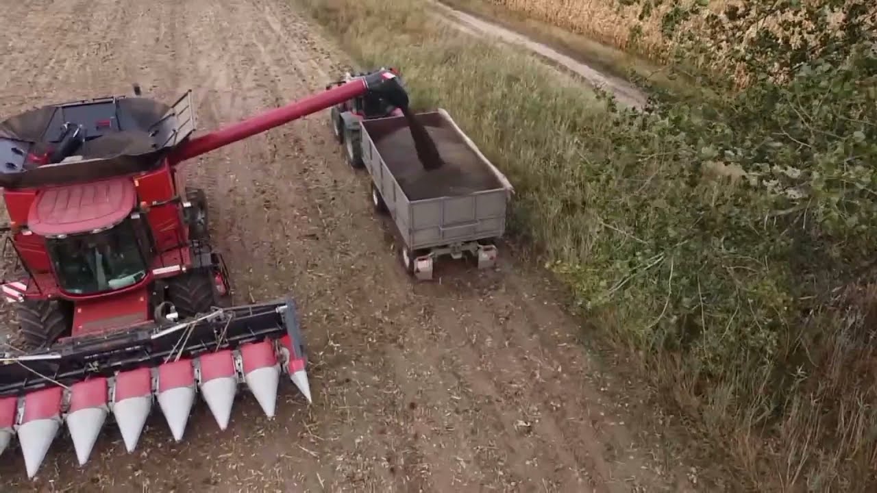 Napraforgó aratás 2021 [Case Ih Axial-Flow 8240, Massey Ferguson]