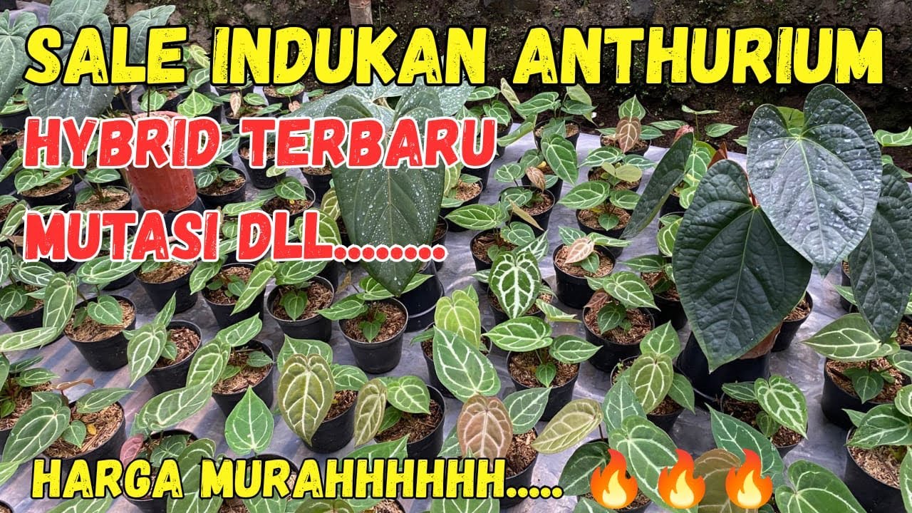 SALE INDUKAN ANTHURIUM HYBRID TERBARU MUTASI DLL … HARGA MURAH ⁉️