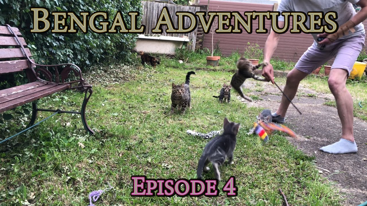 Bengal Adventures - Episode 4 - Jump Training