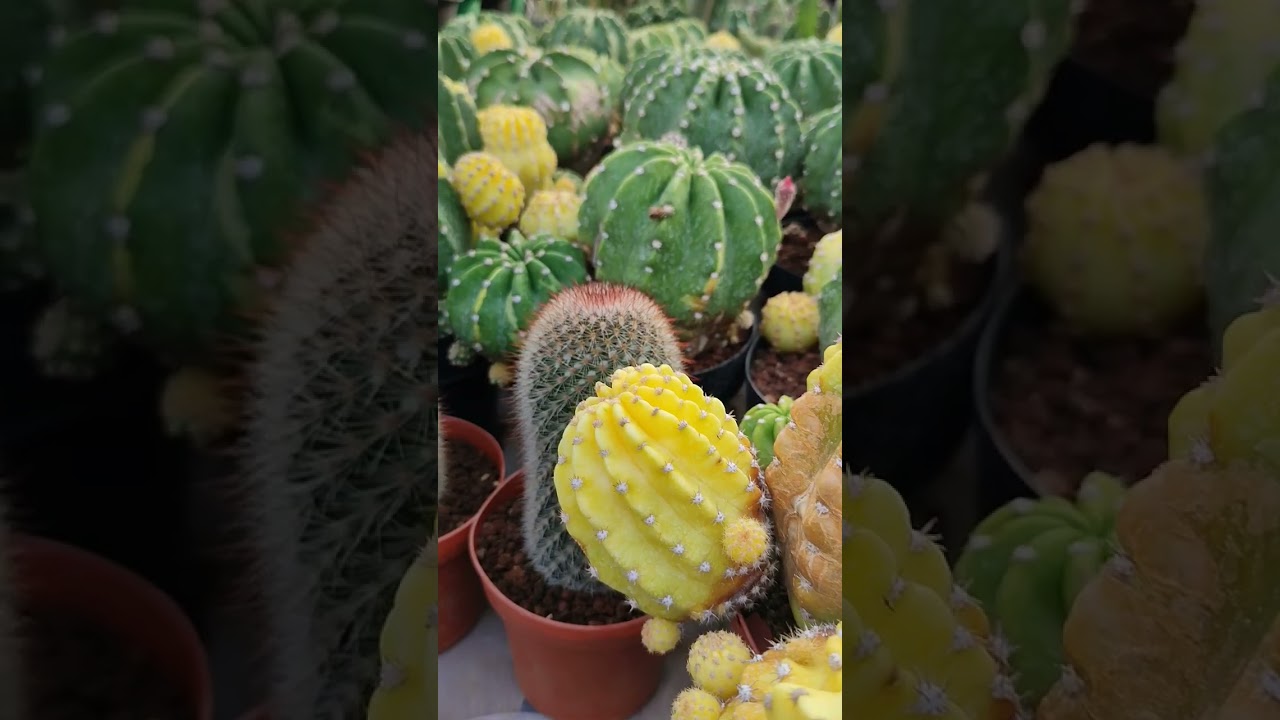 por que son cactus variegados. 💚