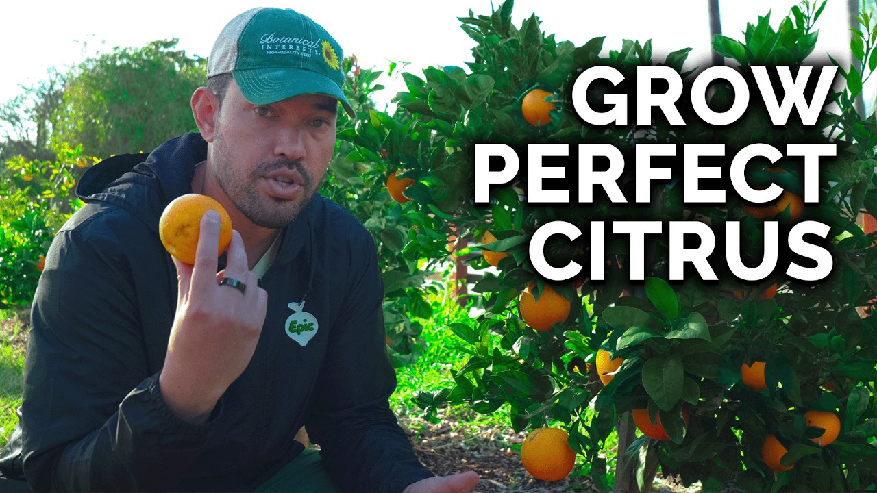 How to Plant, Grow, & Care for Citrus Trees (COMPLETE GUIDE)