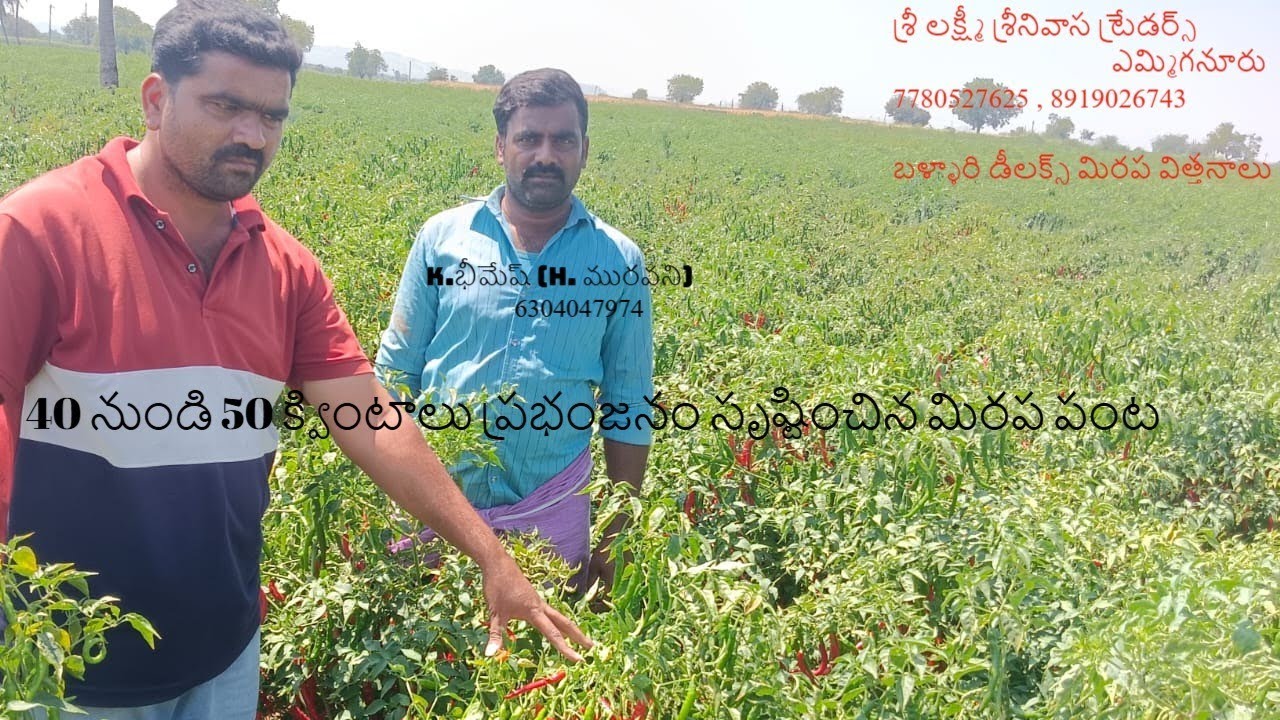 50 క్వింటాలు దిగుబడి వచ్చిన మన బళ్ళారి డీలక్స్ మిరప పంట,H. మురవని గ్రామం 