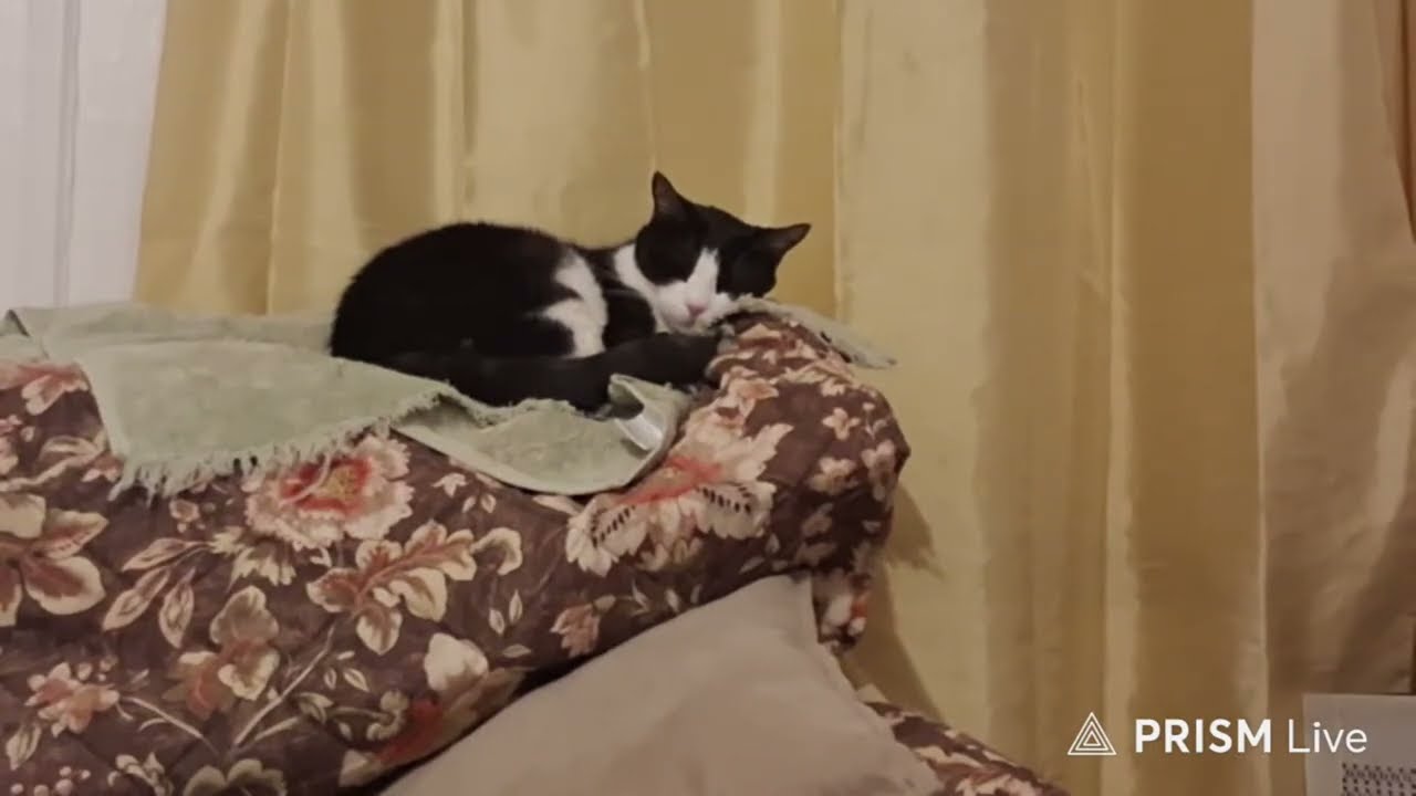 Transmisión en directo de roberto1 bae