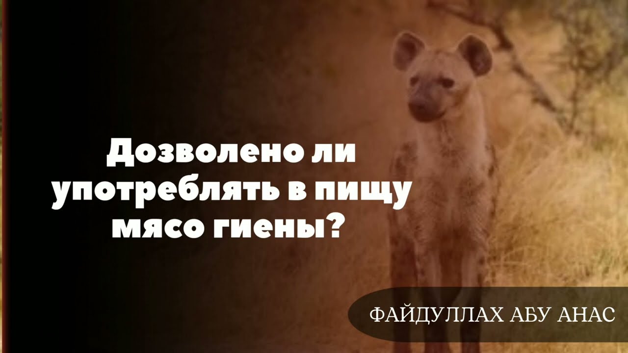 Дозволено ли употреблять в пищу мясо гиены? | ФайдуЛлах Абу Анас