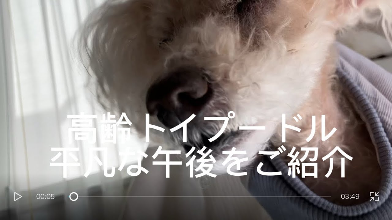 高齢トイプードルの平凡な午後をご紹介　#トイプードル #癒し #高齢