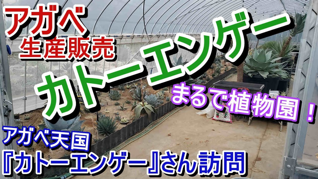 【温室訪問】まるで植物園！アガベのパラダイス『カトーエンゲー』さんに遊びに行きました。【Agave】【生産・販売】【園芸店】