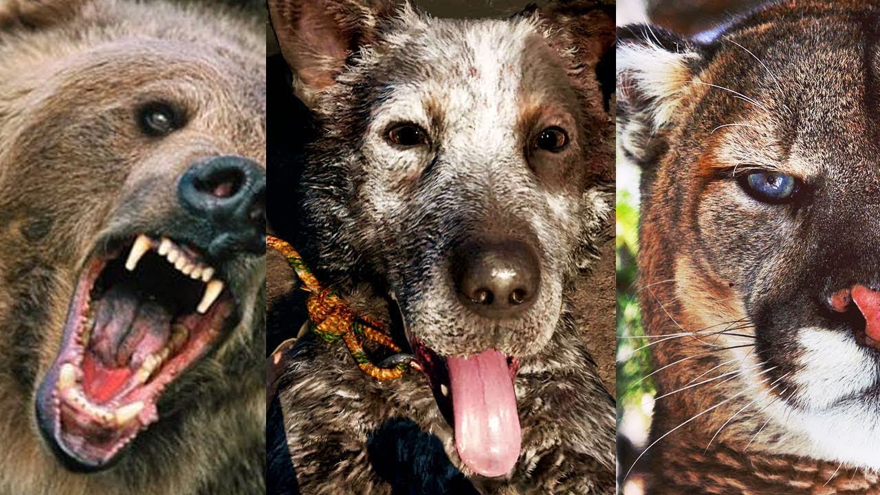 FAR CRY 5 - Which Animal Companion Is The Best?