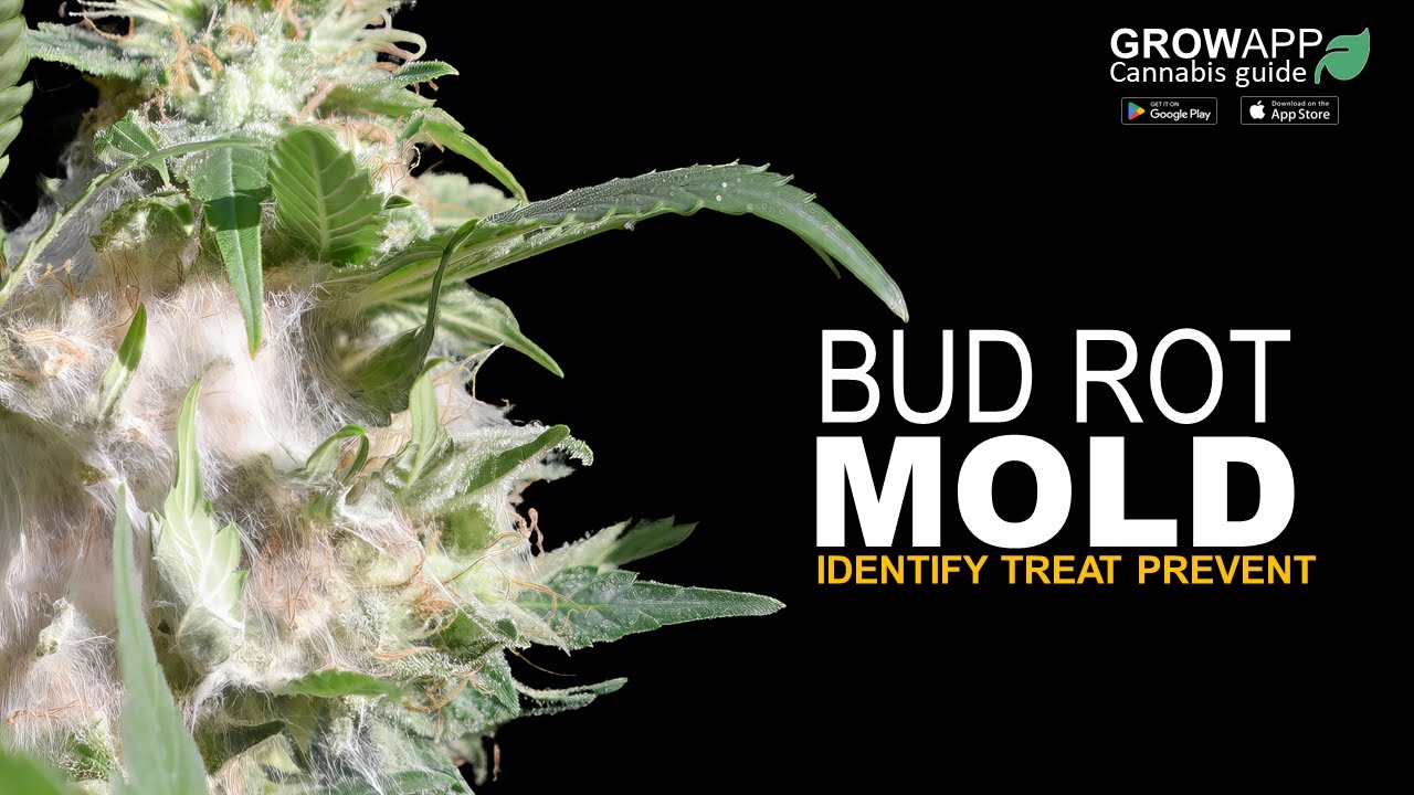 Bud Rot or Mold | Identify, Treat, Prevent