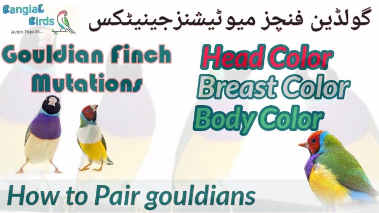 Lady Gouldian finches mutations | Gouldian finch top mutations | Gouldian finch pairing | گولڈین فنچ