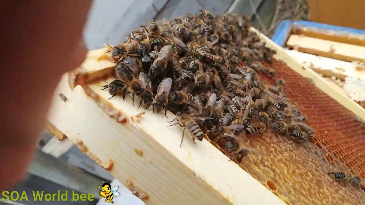 Селекция У.С. Матки И. О.  одним трутнем