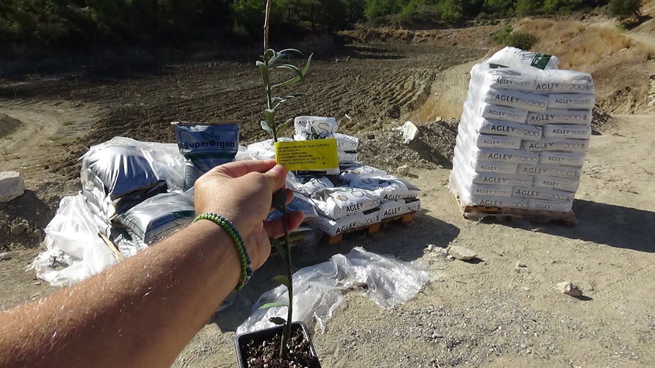 ΑΤΤΑΠΟΥΛΓΙΤΗΣ ΚΑΙ SUPERORGAN ΟΡΓΑΝΙΚΗ ΛΙΠΑΝΣΗ ΣΤΟ ΛΑΚΟ ΦΥΤΕΥΣΗΣ 800 ΕΛΑΙΟΔΕΝΤΡΩΝ,ΑΝΑΛΥΤΙΚΑ Ο ΤΡΟΠΟΣ