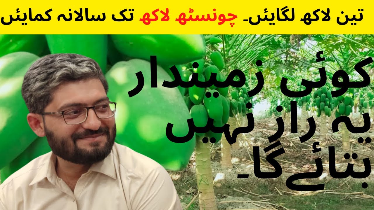 papaya farming/ papita ugany k tarika/ Papaya growing plan #papaya #papayafarming #MMSFARMING