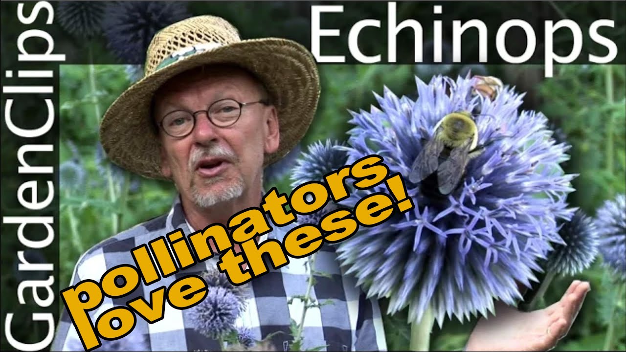 Echinops ritro - Globe Thistle - Growing Echinops - pollinator party