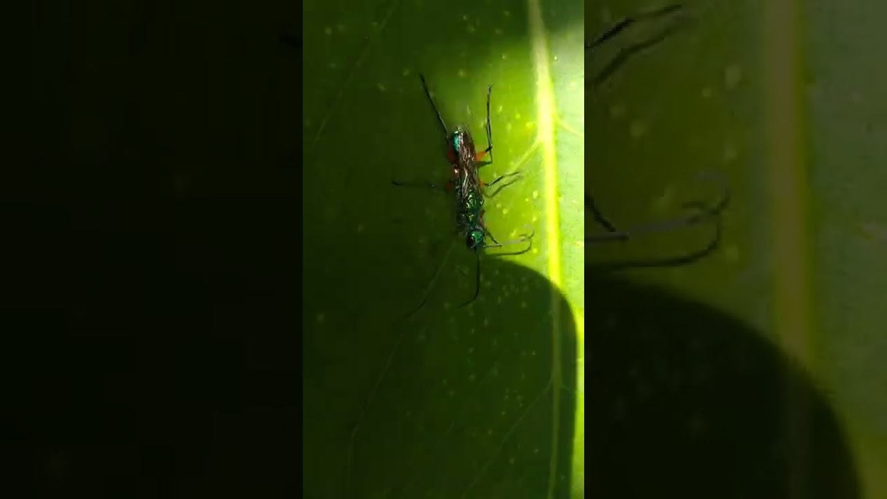 SERANGGA HIJAU PREDATOR