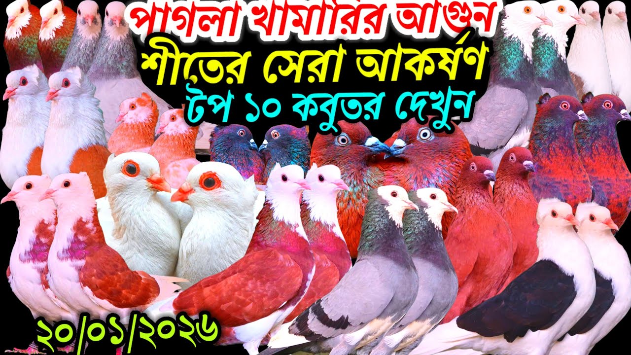 পাগলা খামারির আগুন শীতের সেরা আকর্ষণ সেরা টপ ১০ ফেন্সি রেসার গোল্লা কবুতর বিক্রি হবে সীমিত দামে