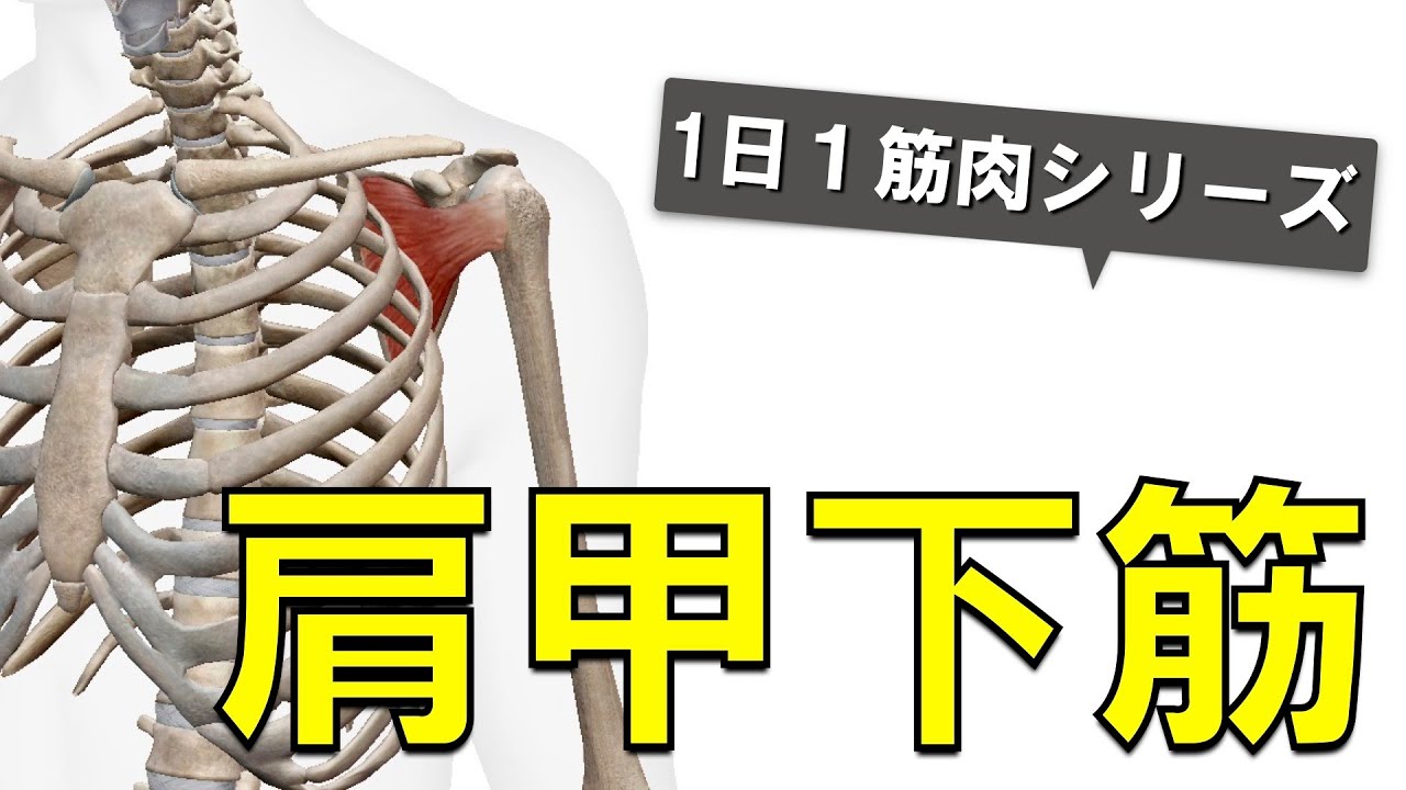 【1日1筋肉×肩甲下筋】肩甲骨ウラに潜む内旋筋：肩甲下筋の起始停止と作用について